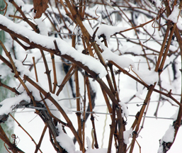 Snow on Grapevines