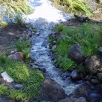 Wetlands at Parducci Wine Cellars in Mendocino County