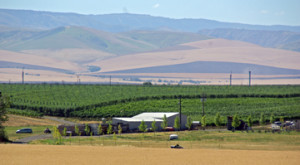Vineyards in Walla Walla, Washington