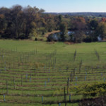 Vineyard at Hershey