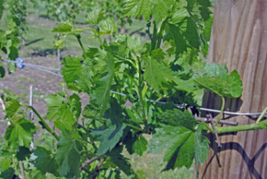 Grapevines at Amazing Grace Vineyards and Winery