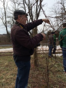 Terry carefully pruning a grapevine
