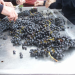 Making your own wine begins with destemming grapes.