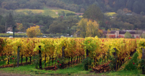 Vineyards at Charles Krug