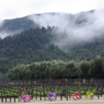 Robert Mondavi vineyards in Napa