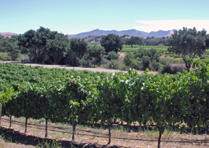 Andrew Murray Vineyards at Curtis Estate