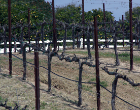 Baily Vineyard and Winery