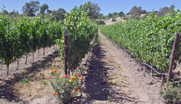 The Brander Vineyard