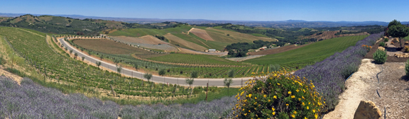 Daou Vineyards and Winery