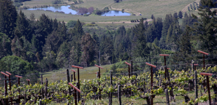 Esterlina Vineyards and Winery