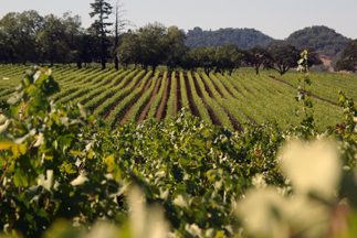 Field Stone Winery