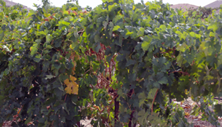 Joseph Filippi Winery and Vineyards