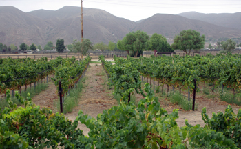 Keyways Vineyard and Winery