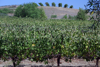 Longshadow Ranch Vineyard and Winery
