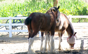 Longshadow Ranch Vineyard and Winery