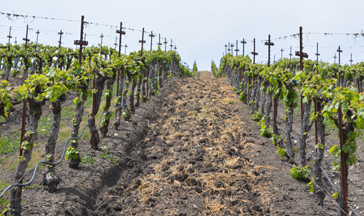 Opolo Vineyards