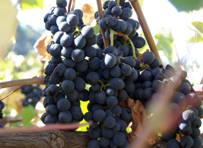 Orfila Vineyards & Winery