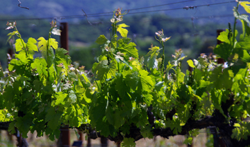 Parducci Wine Cellars