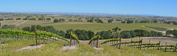 Pomar Junction Vineyard and Winery