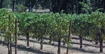 R Vineyards