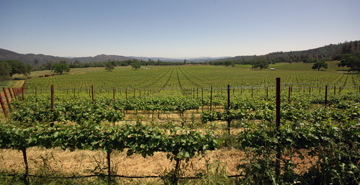 Six Sigma Ranch and Winery