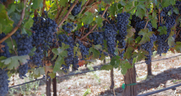 Vindemia Vineyards & Estate Winery