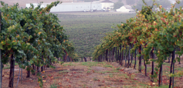 Van Roekel Winery and Vineyards