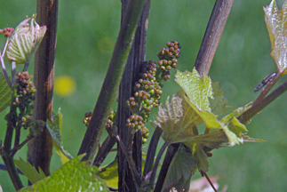 Vignoble Domaine Bresee