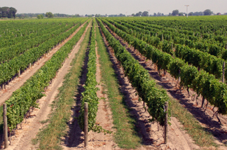 Ontario Canada vineyard