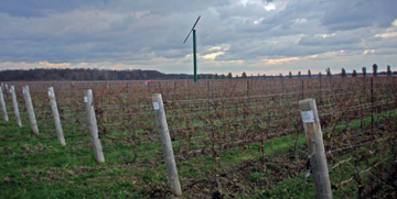 Cooper's Hawk Vineyard