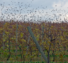 Erie Shore Vineyard