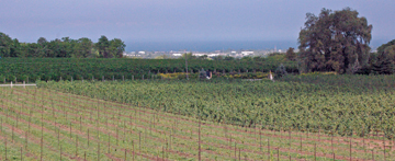Fielding Estate Winery