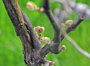 Vignoble Le Nordet