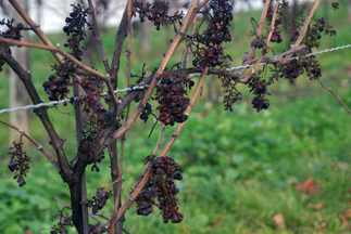 Mastronardi Estate Winery