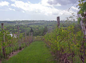 Vignoble La Halte des Perelins