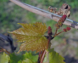 Vignoble de la Riviere du Chene