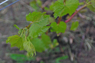 Vignoble Sainte-Petronille