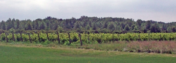 Sanson Estate Winery