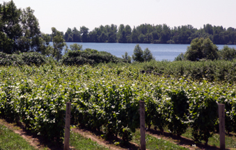 Waupoos Estates Winery