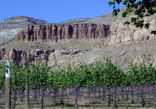 Colorado wines