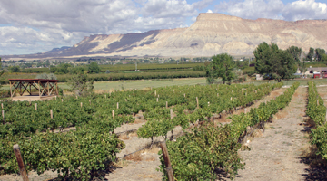 Colorado Cellars Winery