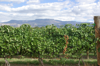 Mesa Park Vineyards