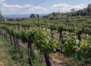 Stoney Mesa Winery