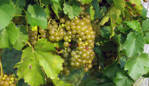 Deleware Wine Industry