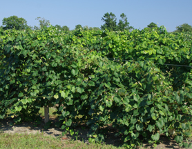 Fenwick Wine Cellars