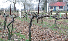 Nassau Valley Vineyards