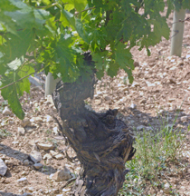 France terroir