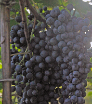 Gaioz Sopromadze's Wine Cellar