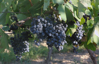 Georgia grapes