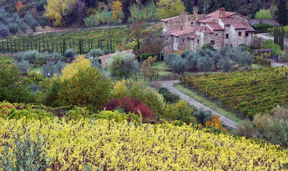 Castellare di Castellina vineyards